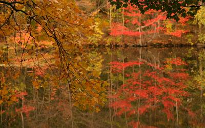 Red Leaf Relections
