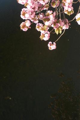 Cherry Blossom, Spring 2006