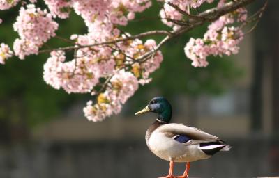 Duck and Flower