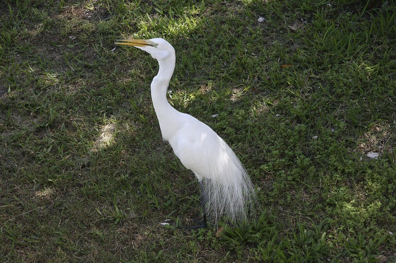 At the Bird Rehab Center, I met Mooch, who was roaming free.  I got eaten alive by mosquitoes-had huge red welts for 3 days.