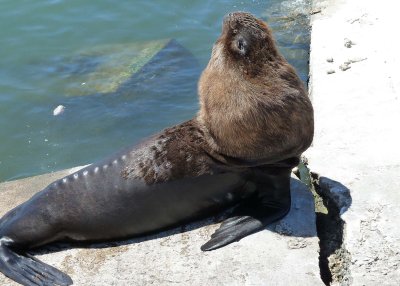 A seal was sunning himself - beautiful day in beautiful Punta del Esta.