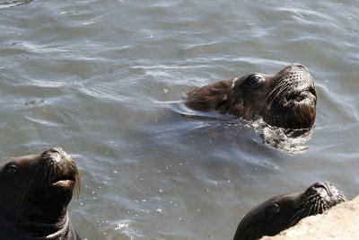 Punta del Este - hungry seals waiting for fish