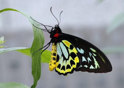 Brookside Gardens, May 2011 Wings of Fancy