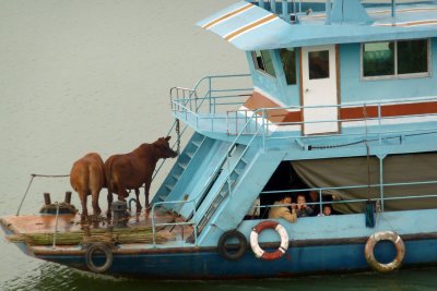 Before going to the pagoda, Howard got this fantastic shot of water buffaloes on a ferry!
