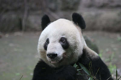 Panda closeup