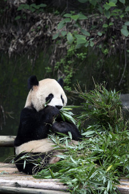 I had seen the Wash DC pandas, but seeing the Chongqing pandas was still a treat.