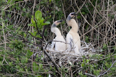 2 anhinga chicks.  There were 5 or 6 nests along the trail or across the water.