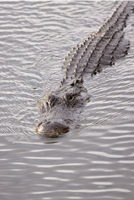 Here I come!  (This looks like a croc, but I think it's really an alligator, since crocs aren't that common in the 'glades!)