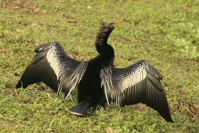 Anhinga drying its wings in the new sunshine.