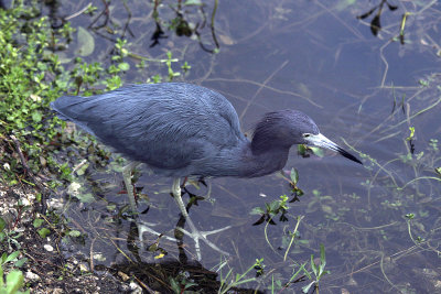 I got on the Trail abt 7AM, too late for sunrise, but at least there were tons of birds there like this little blue heron.