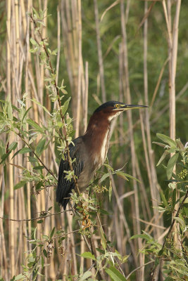 The elusive American Bittern.  This is the first time I've gotten a good picture of one.