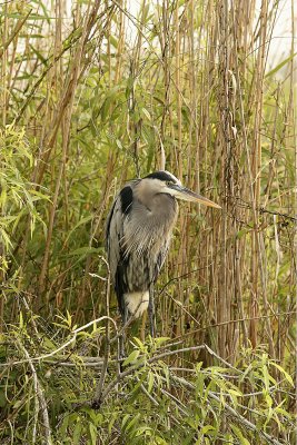 This GBH was very cooperative, and sat in the reeds for a long time.  I guess he found a good breakfast and was a happy camper!