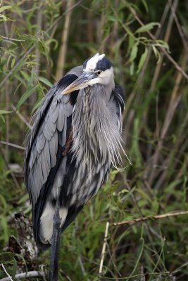 I never tire of photographing the majestic great blue herons.