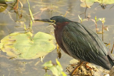 I was thrilled to get a good picture of this guy (green heron) as they are shy and small.  You really have to look for them.