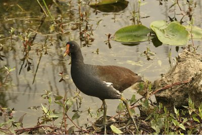 This bird is also very shy, and not seen that often (moorhen).
