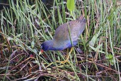 This beauty is a purple gallinule. I saw one later in Belize, where they are called the Jesus Christ Bird.  They're very shy.