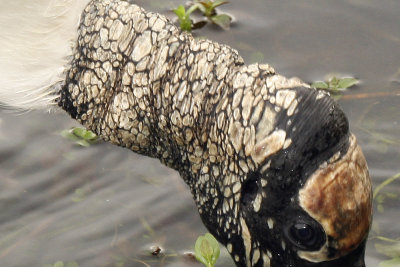 Detail of the wood stork's ugly head and neck.  They move their heads back & forth in the water when they're foraging.