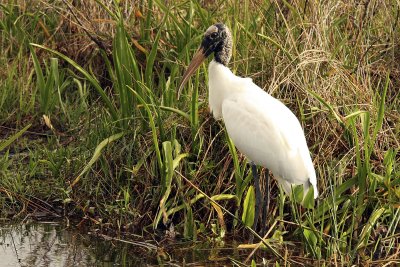And then I saw a wood stork, one of my favorite Florida birds.