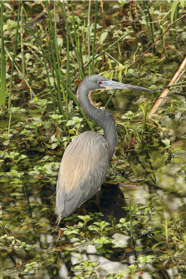 After a while, the sun started bathing the birds in a warm glow. (Tricolored heron).