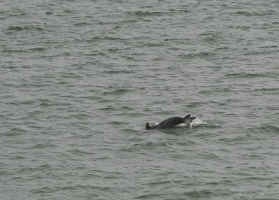 We usually get inside cabins, but not this time.  From our veranda I saw dolphins in the Port of Miami.