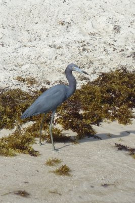 I'm also 3 for 3 with wading birds. (This is a little blue heron).