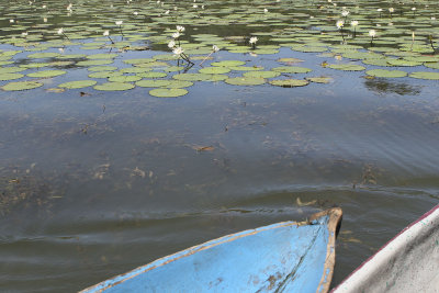 Lilies and dugouts. There is no way to get to the settlements along the river by car-only boat.