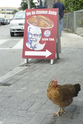 I had lunch at a table outside KFC, where I spied this guy searching for tidbits. He was living dangerously!