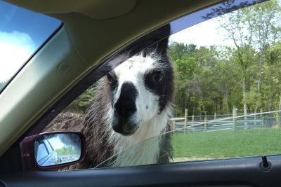 Objects are closer than they appear: I fell in love with the sweet llamas.