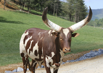 First to greet me was a watusi.