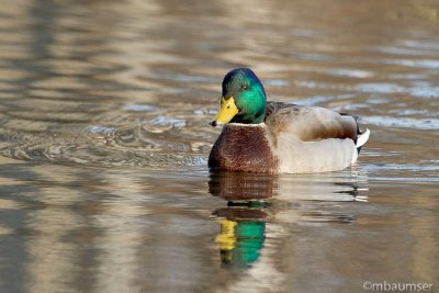 Mallard (Anas platyrhynchos)