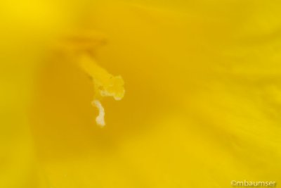 Daffodil