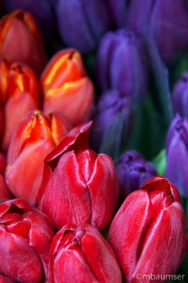 Tulips