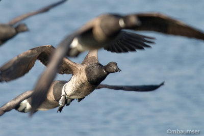 Brant Geese In Flight