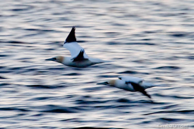 Northern Gannet