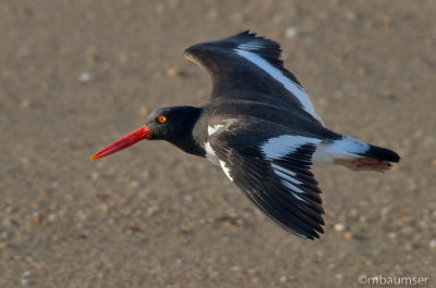 Oyster Catcher In Flight