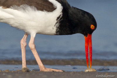 Oyster Catcher 