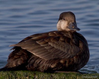 Black Scoter (female)