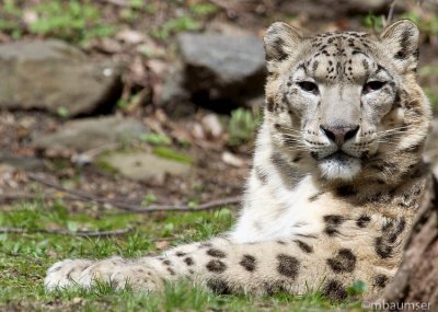 Snow Leopard (Leo)