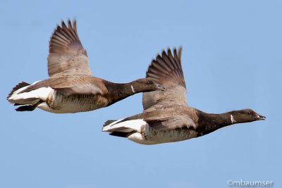 Brant Geese In Flight