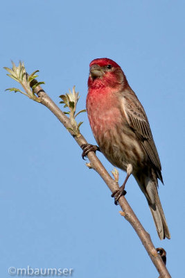 House Finch (Male)