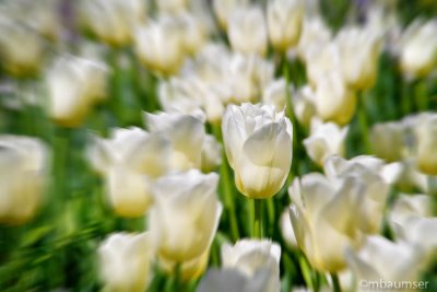 Selective Focus On Tulip