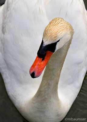 Mute Swan