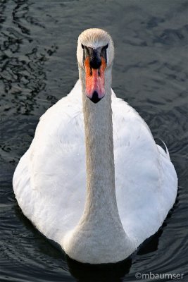 Mute Swan (head on)