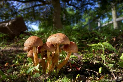 Mushroom Forrest