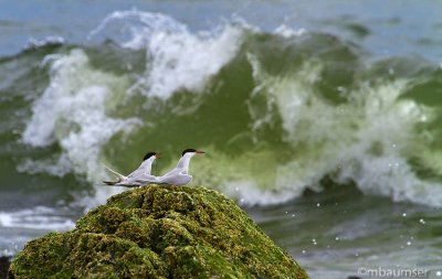 Common Terns (Staring At The Sea)