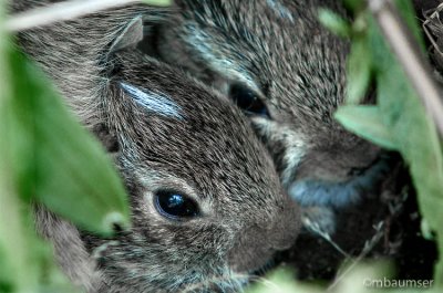 Bunny's In Their Hole