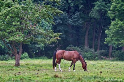 Horse In The Field