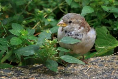 Bird Breakfast