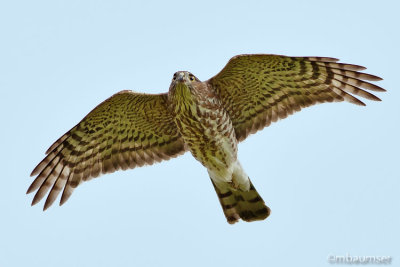 Sharp Shinned Hawk