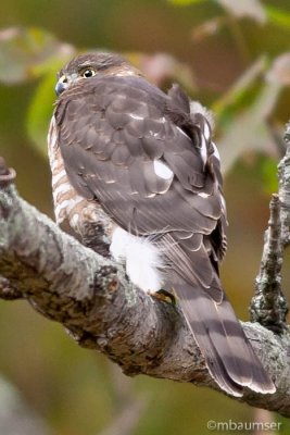 Coopers Hawk III